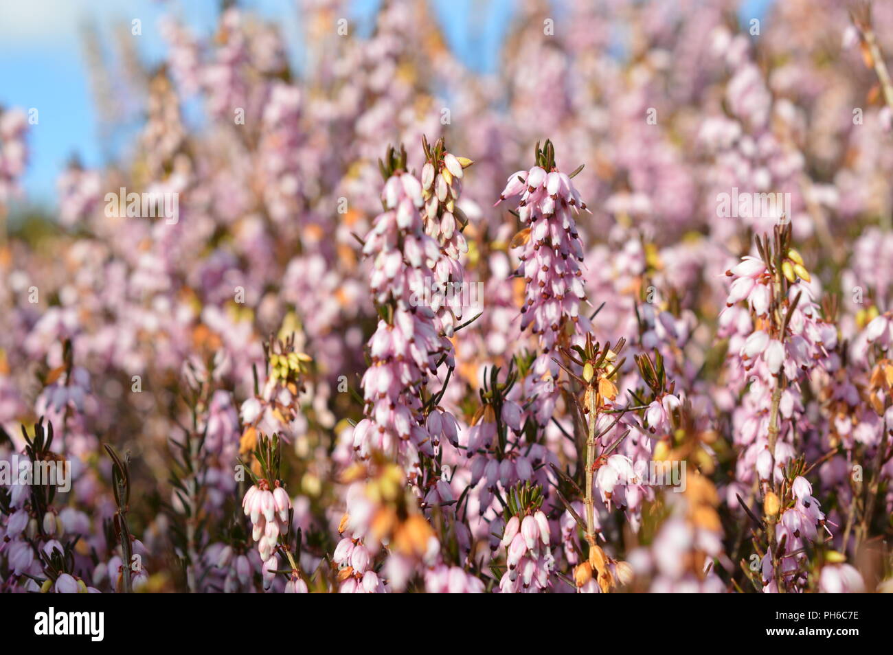 Erica x darleyenis George Randall Stockfoto