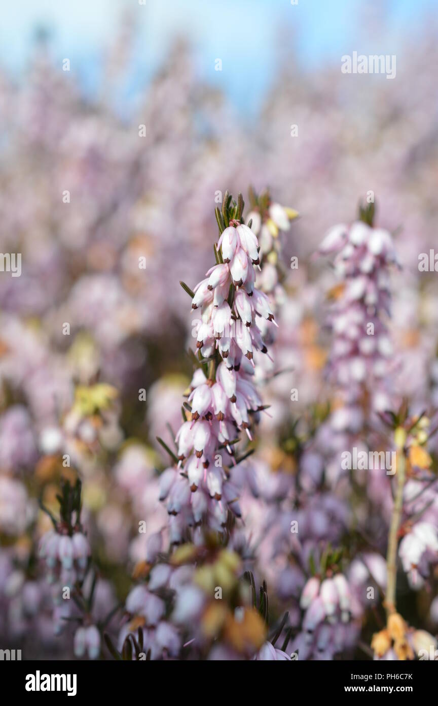 Erica x darleyenis George Randall Stockfoto