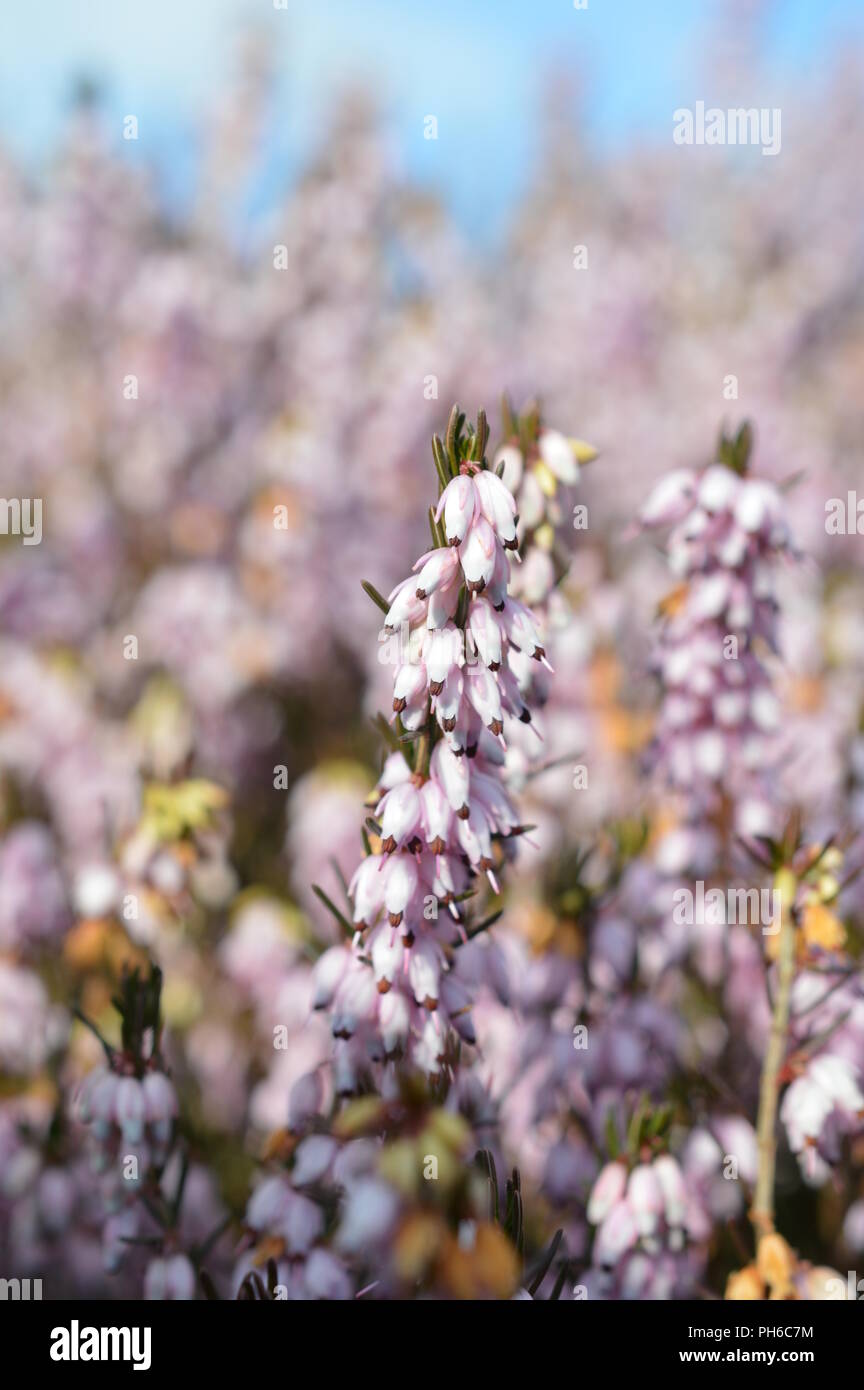 Erica x darleyenis George Randall Stockfoto