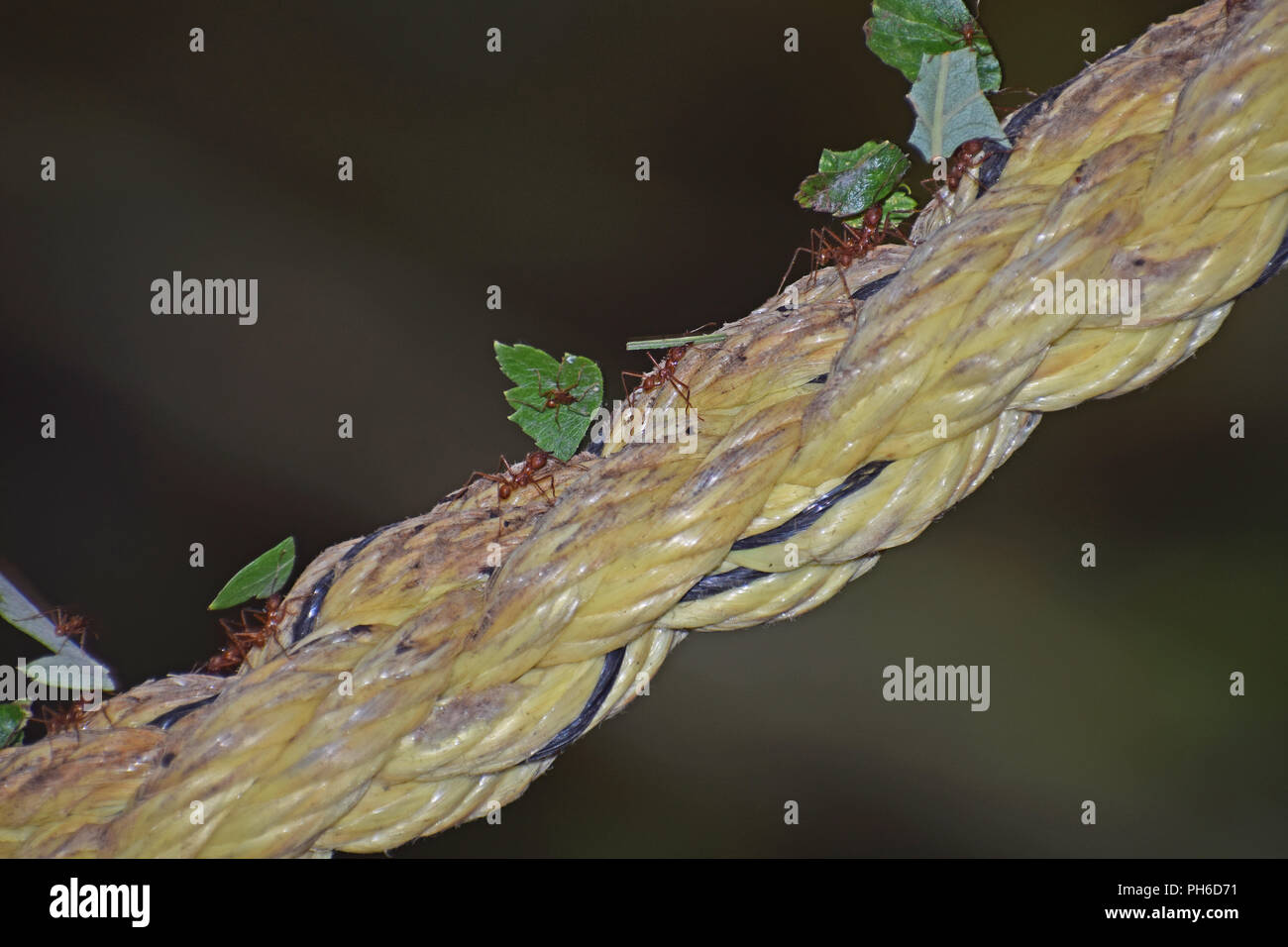 Blattschneiderameisen - Durchführung von Blättern bis Seil Stockfoto