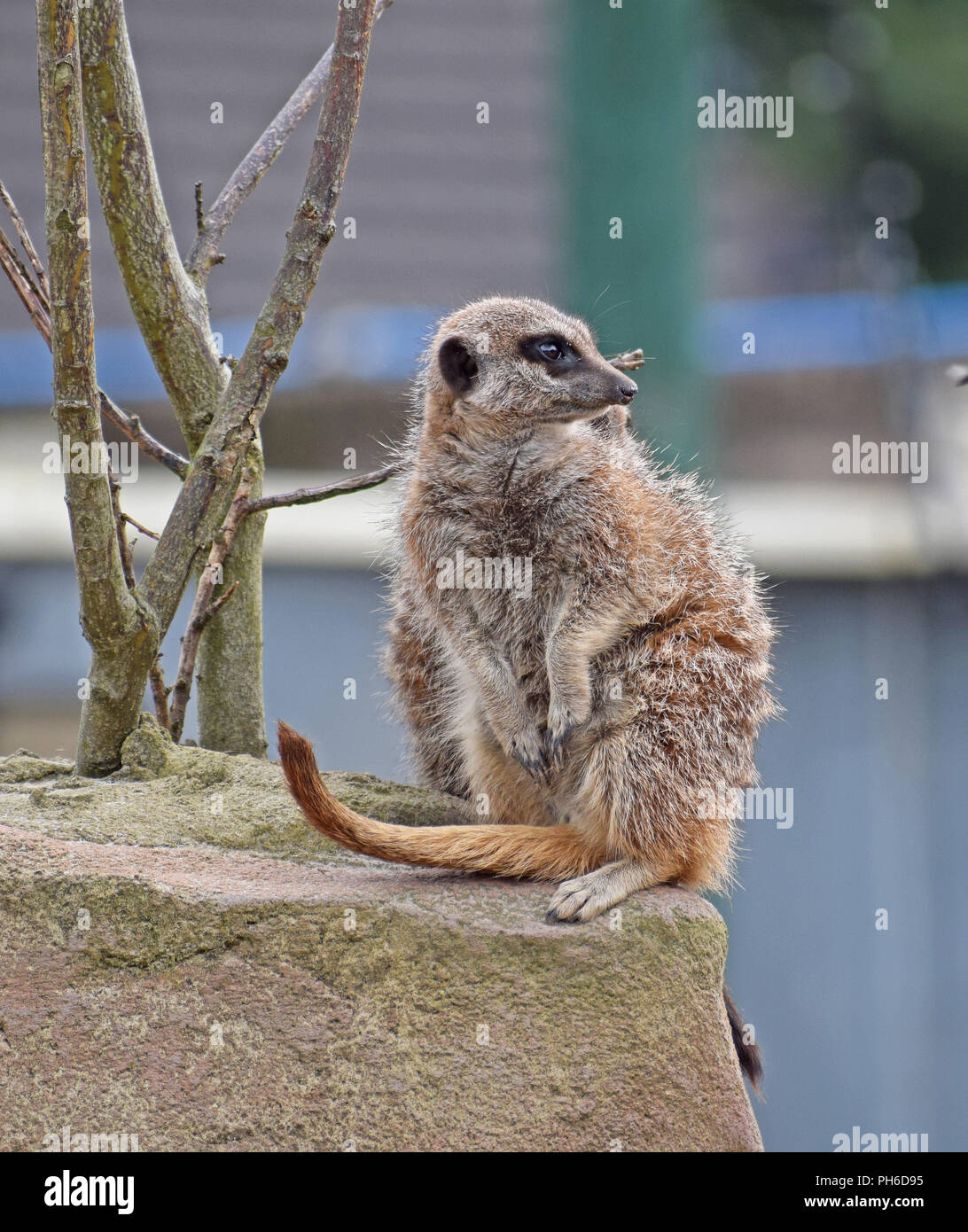 Erdmännchen - Aufpassen, Wache Stockfoto