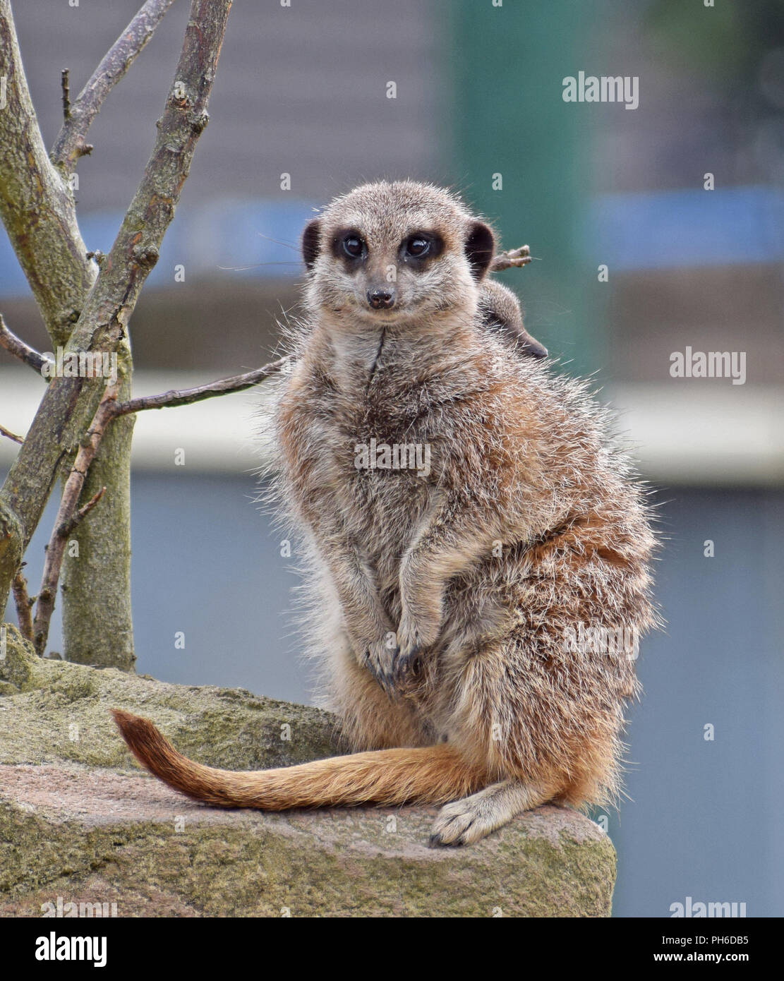 Erdmännchen - Aufpassen, Wache Stockfoto