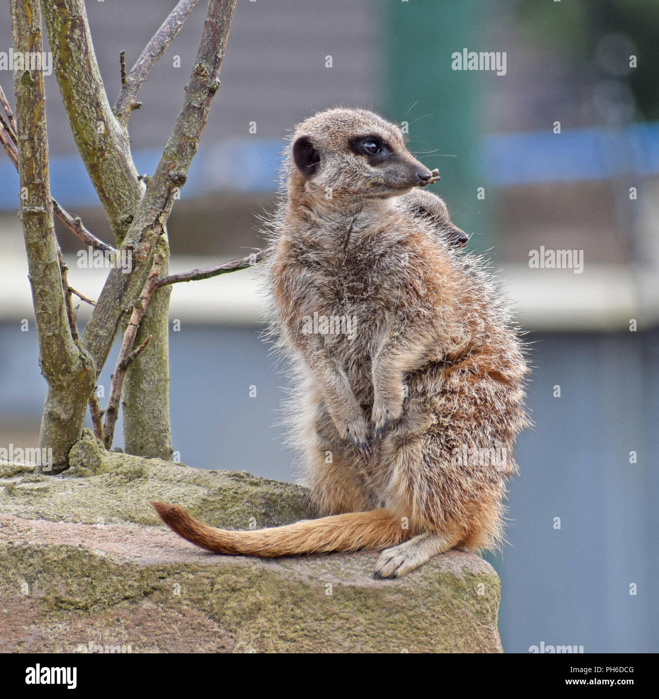 Erdmännchen - Aufpassen, Wache Stockfoto