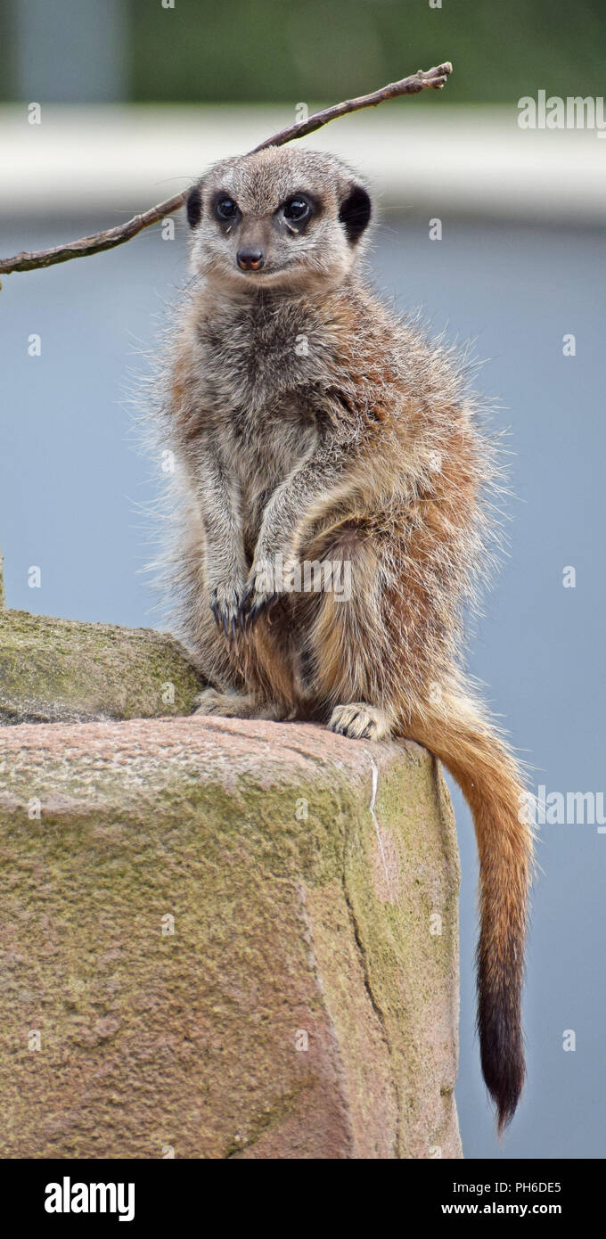 Erdmännchen - Aufpassen, Wache Stockfoto