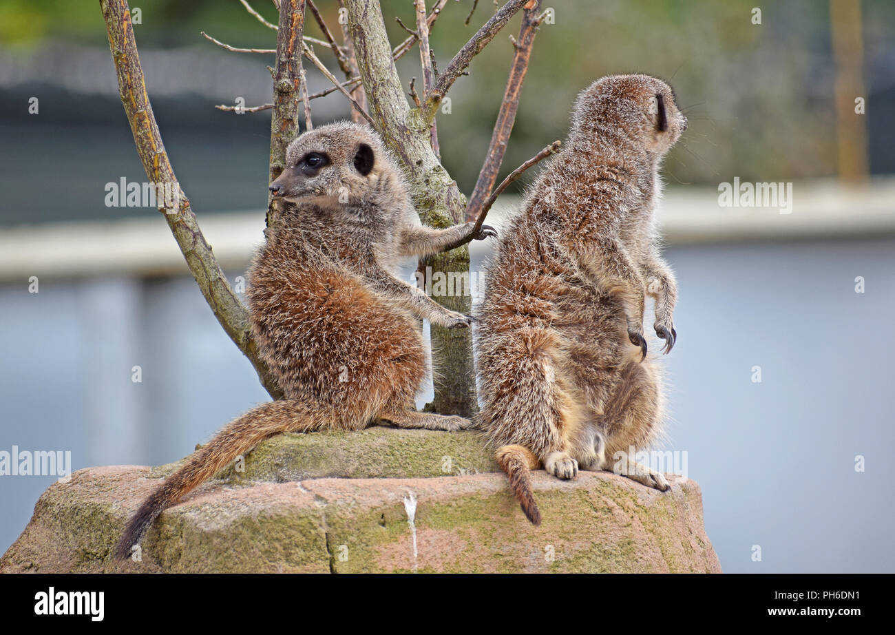 Erdmännchen - Aufpassen, Wache Stockfoto