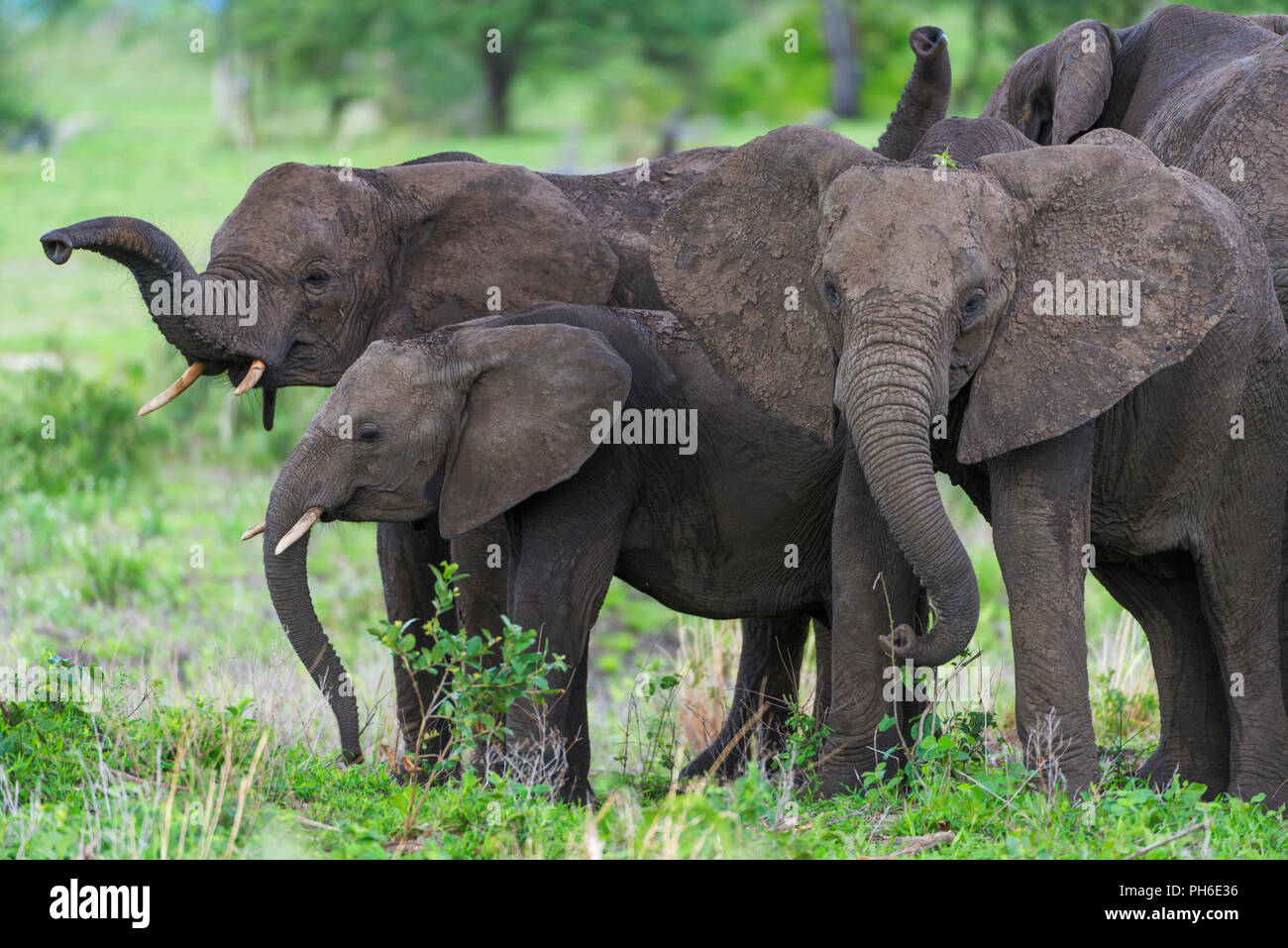 Afrikanischer Elefant (Loxodonta africana), Tansania, Ostafrika Stockfoto