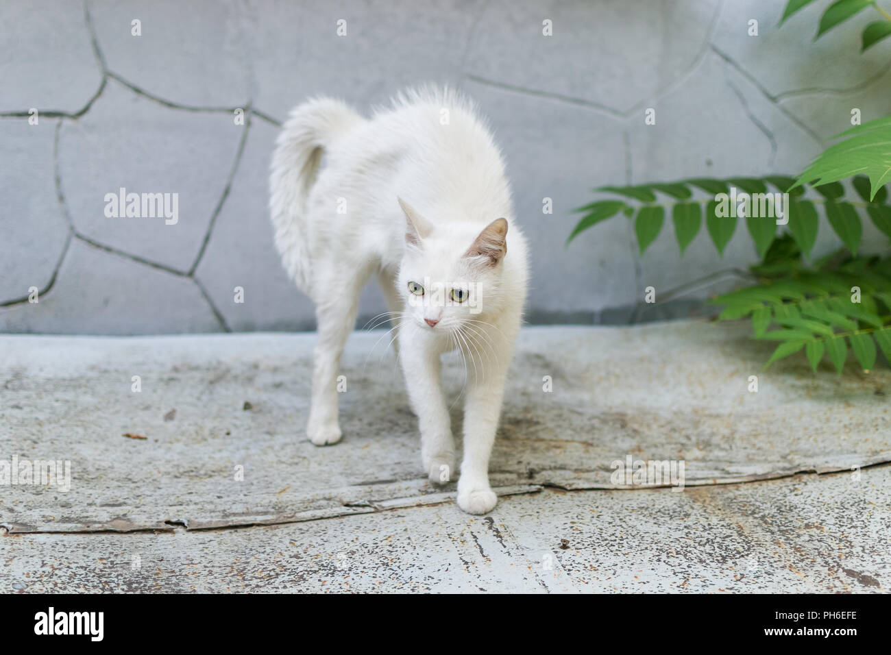 Katze Macht Buckel Und Läuft Seitlich Buckel der katze -Fotos und -Bildmaterial in hoher Auflösung – Alamy