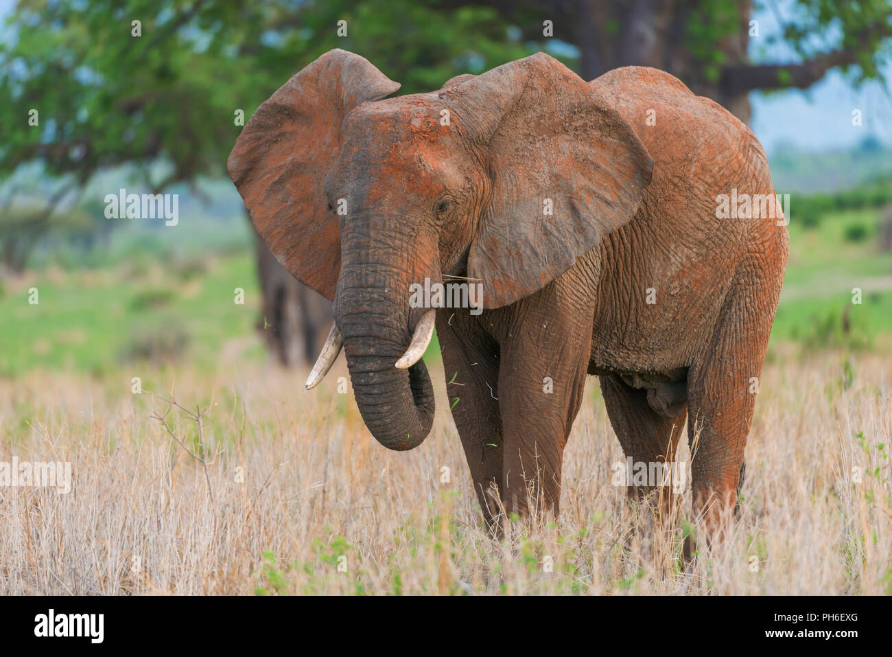 Afrikanischer Elefant (Loxodonta africana), Tansania, Ostafrika Stockfoto