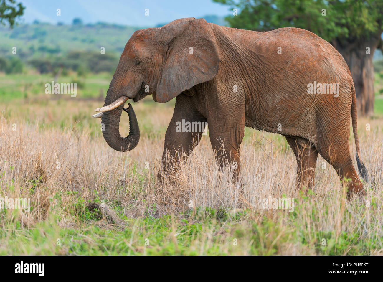 Afrikanischer Elefant (Loxodonta africana), Tansania, Ostafrika Stockfoto