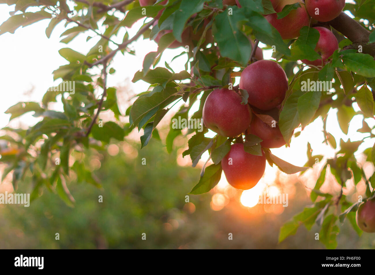 Apple auf Bäume Obst Garten am Sonnenuntergang Stockfoto