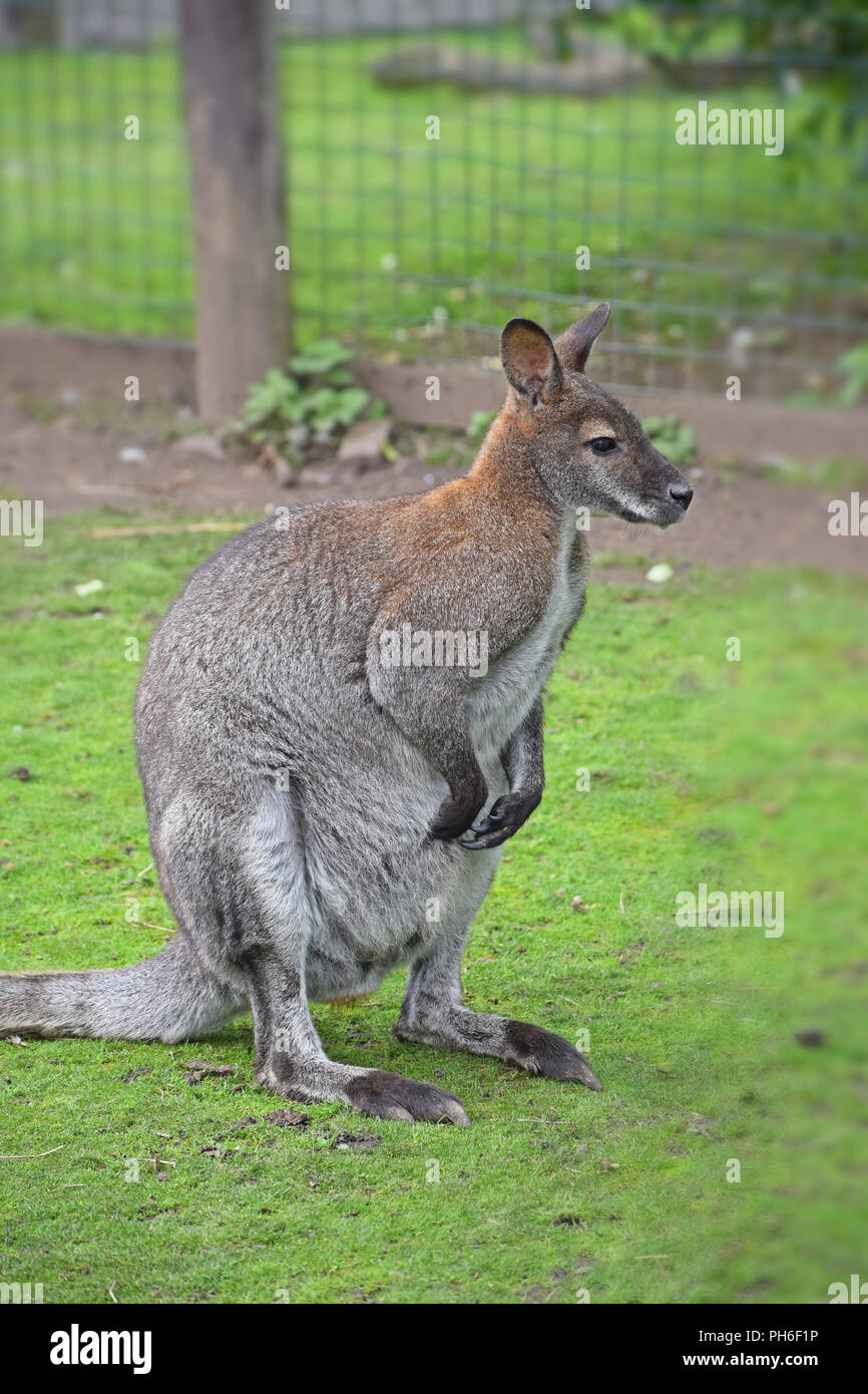 Red Necked Wallaby - Sitzen auf Gras Stockfoto