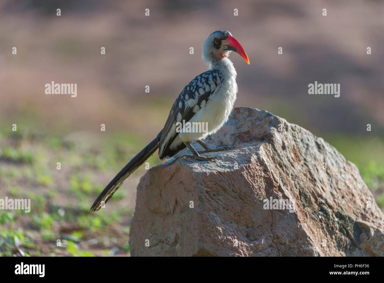 Red-billed Hornbill (Tockus erythrorhynchus), Tansania, Ostafrika Stockfoto