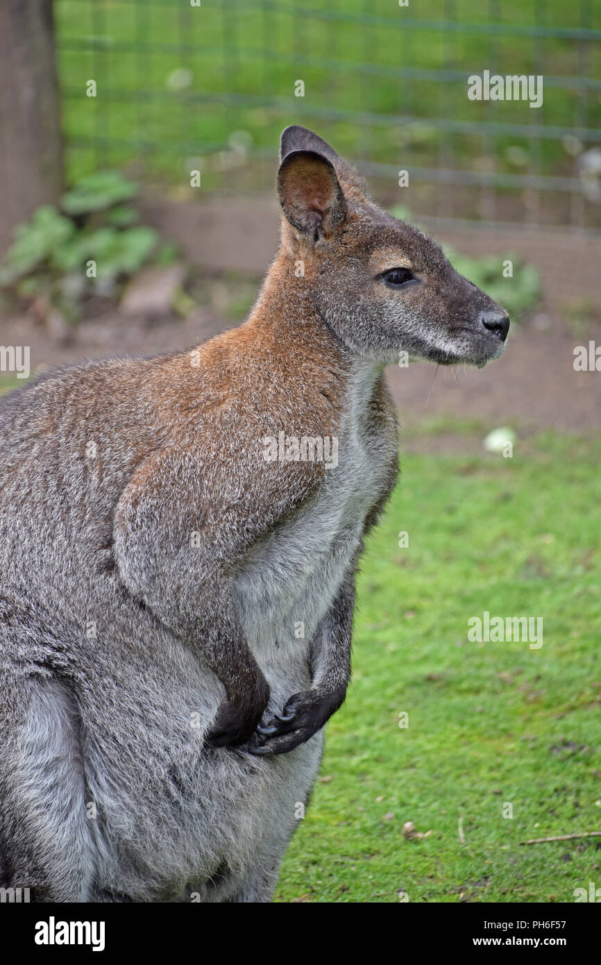 Red Necked Wallaby - Sitzen auf Gras Stockfoto