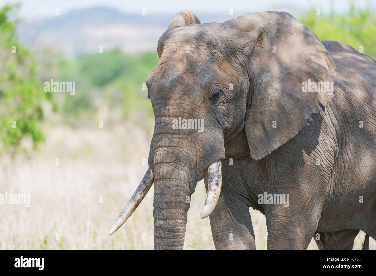 Afrikanischer Elefant (Loxodonta africana), Tansania, Ostafrika Stockfoto