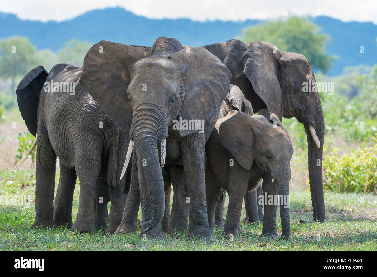 Afrikanischer Elefant (Loxodonta africana), Tansania, Ostafrika Stockfoto