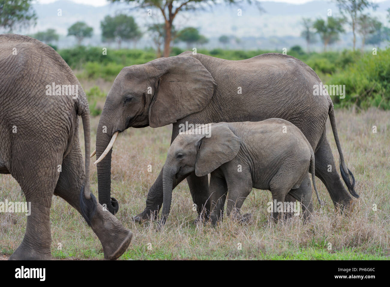 Afrikanischer Elefant (Loxodonta africana), Tansania, Ostafrika Stockfoto