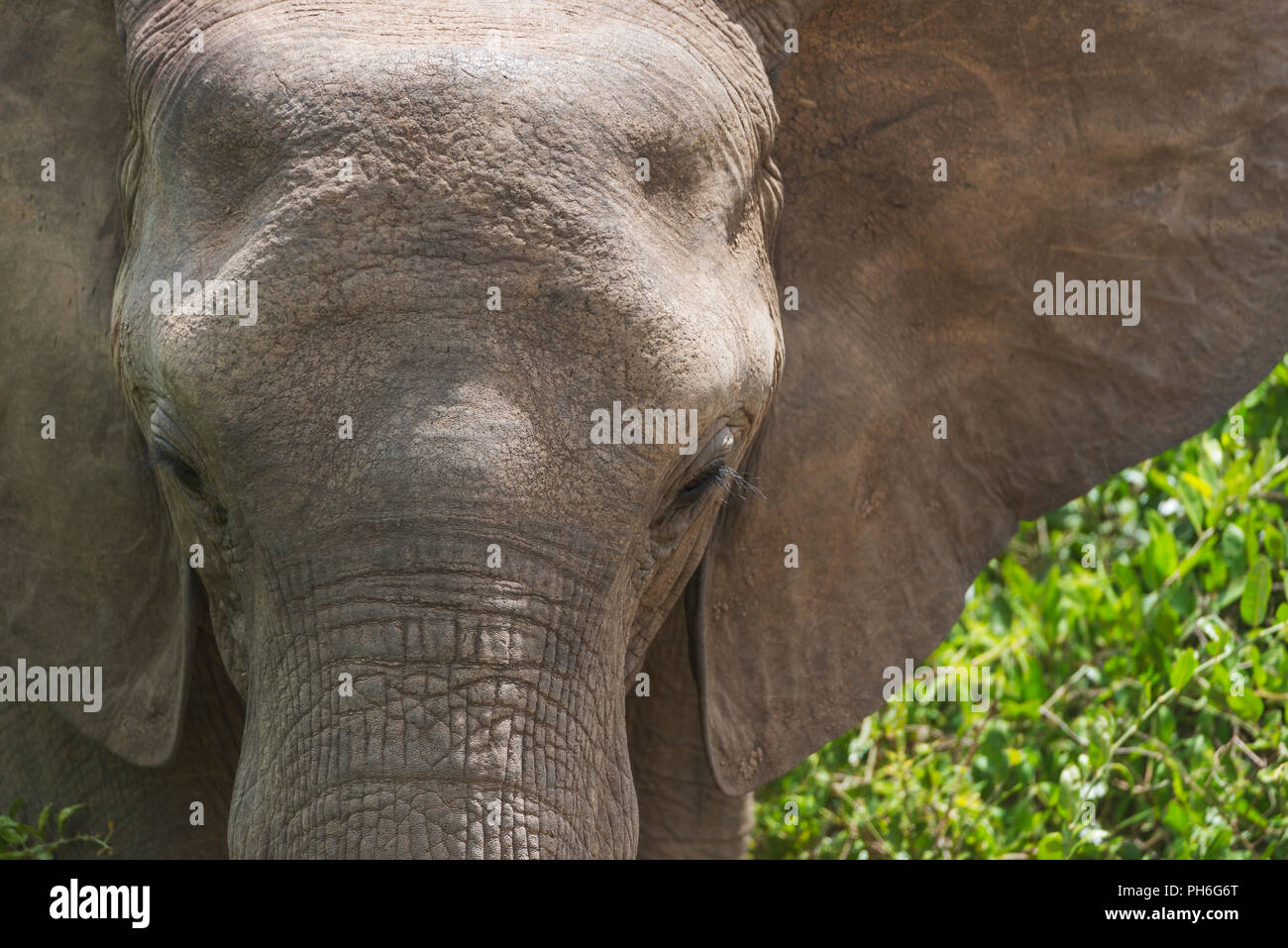 Afrikanischer Elefant (Loxodonta africana), Tansania, Ostafrika Stockfoto