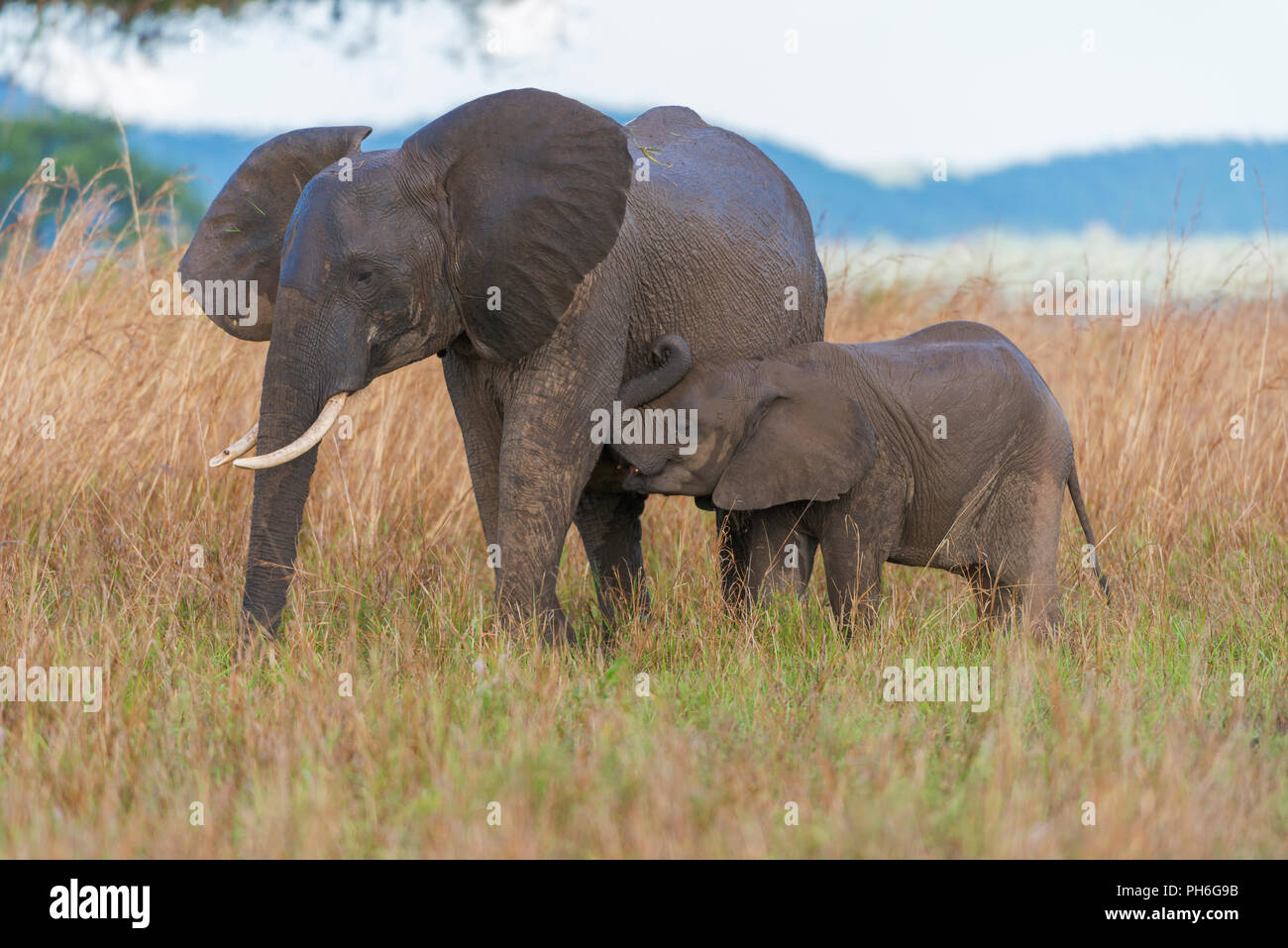 Afrikanischer Elefant (Loxodonta africana), Tansania, Ostafrika Stockfoto