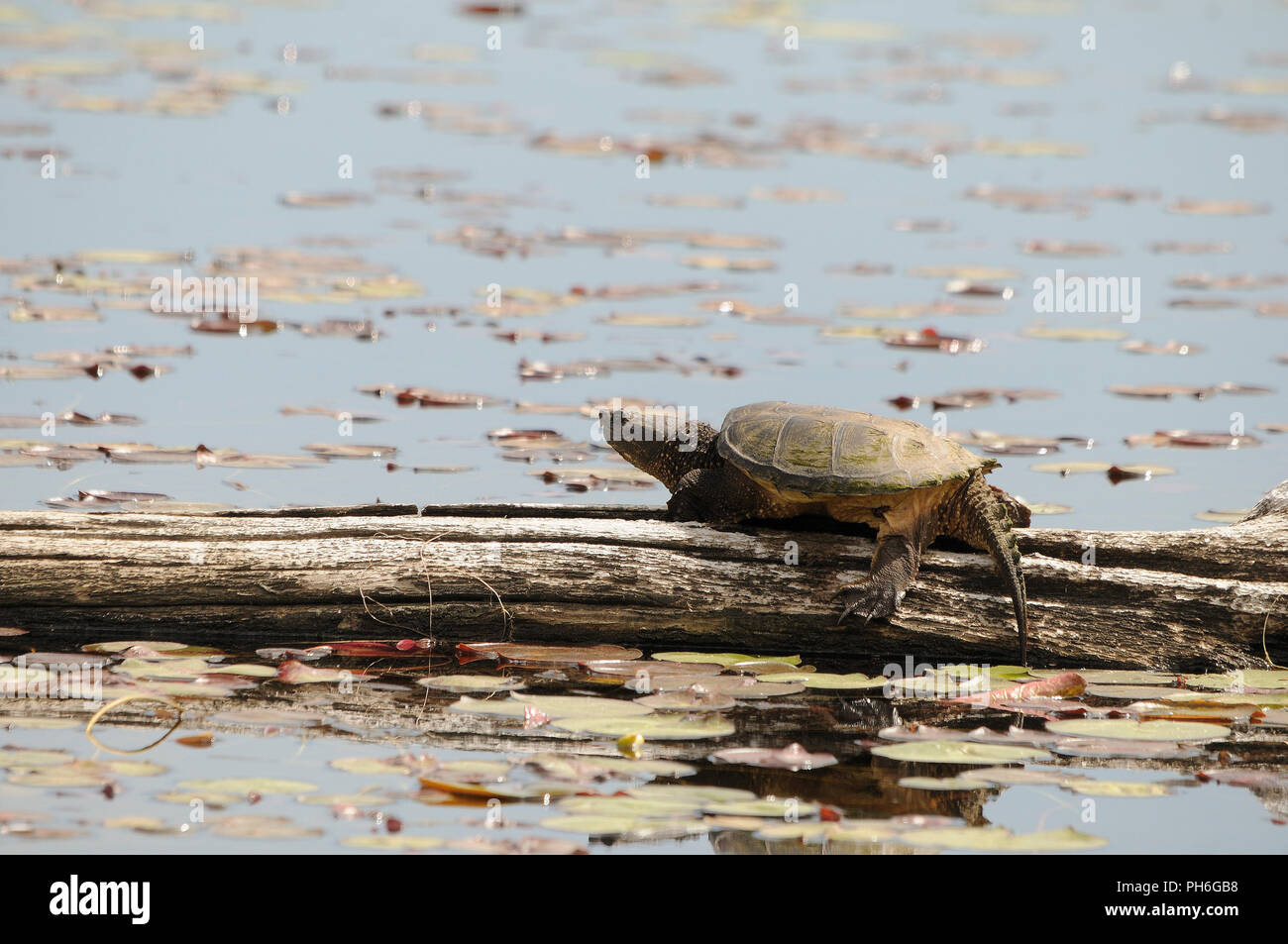 Snapping Turtle genießen ihre Umgebung. Stockfoto