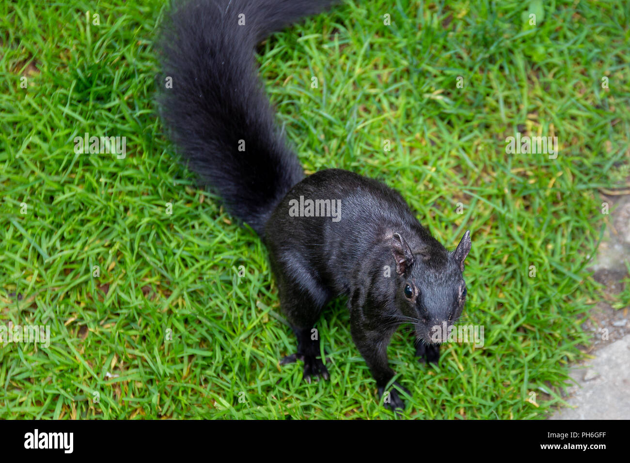 Die schwarzen Eichhörnchen ist eine natürliche Mutation der Östlichen graue Eichhörnchen gefunden in Nordamerika Stockfoto