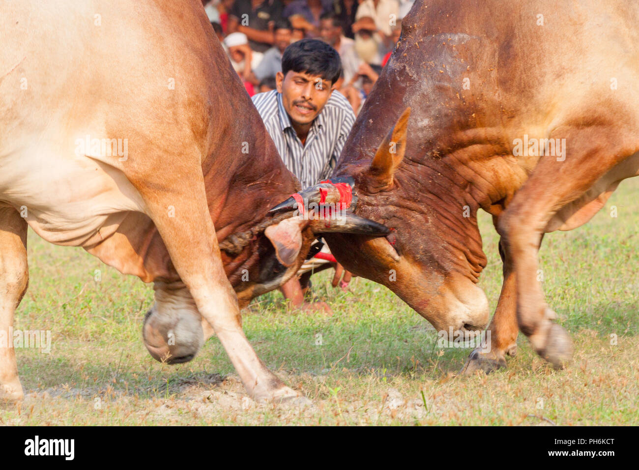 Traditionelle Stier im Kampf digholia, Khulna, Bangladesh Stockfoto