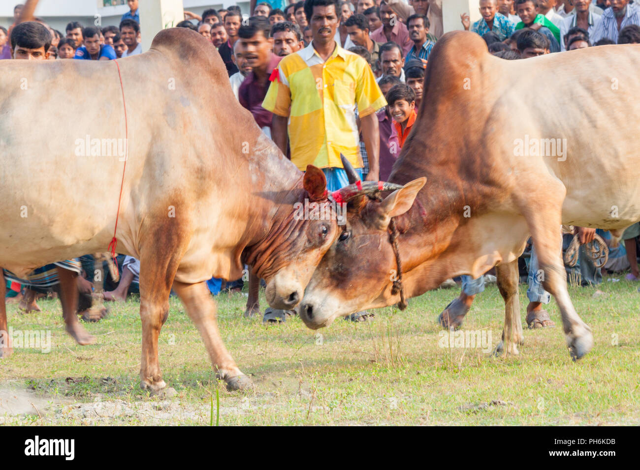 Traditionelle Stier im Kampf digholia, Khulna, Bangladesh Stockfoto