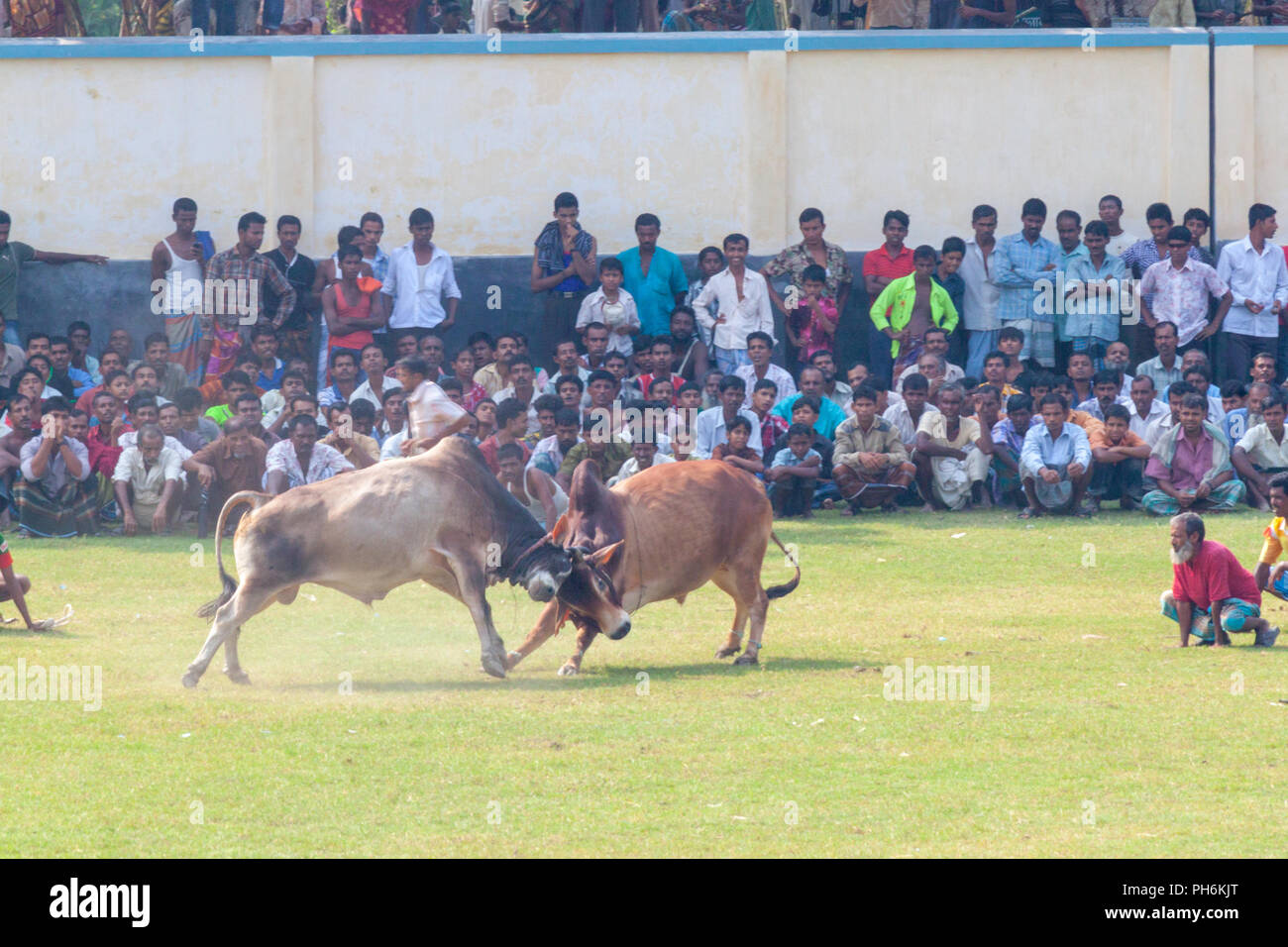 Traditionelle Stier im Kampf digholia, Khulna, Bangladesh Stockfoto