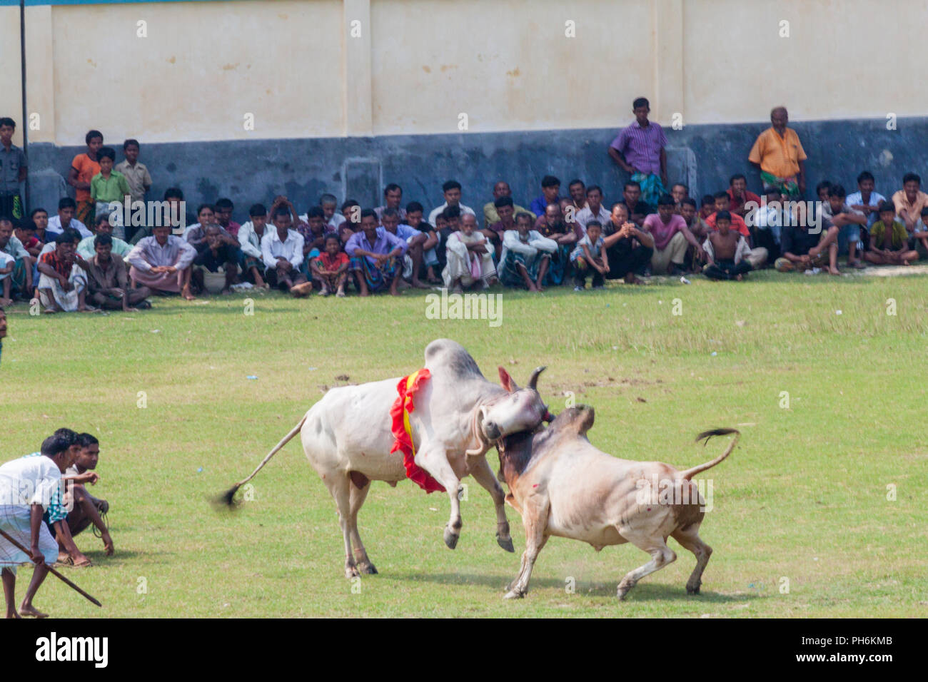 Traditionelle Stier im Kampf digholia, Khulna, Bangladesh Stockfoto