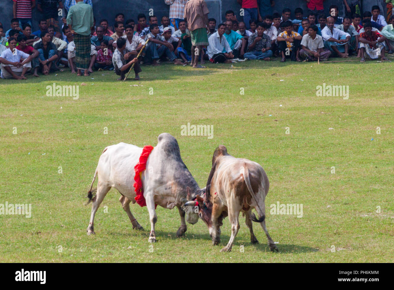 Traditionelle Stier im Kampf digholia, Khulna, Bangladesh Stockfoto