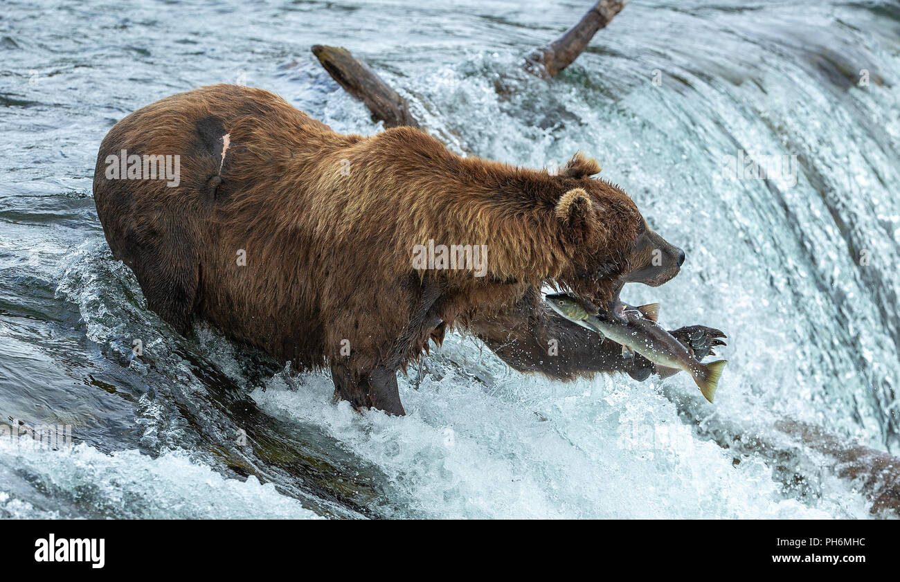 Männliche Braunbären mit Mund offen stehen in Wasserfall fehlt ein Springen sockeye Lachse fangen. Stockfoto