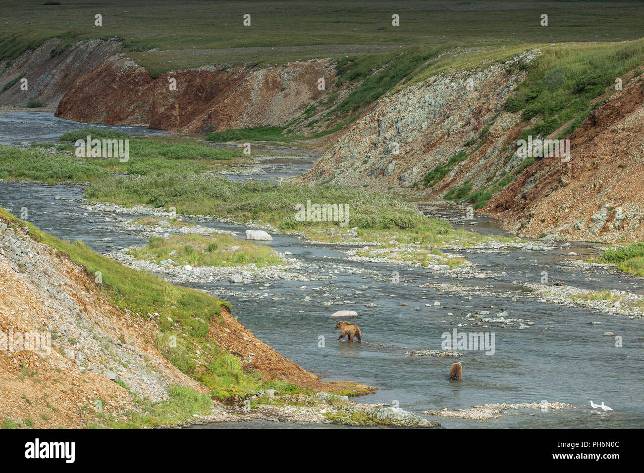 Fernen Schuss 2 Braunbären in einem alaskan river Jagd für sockeye Lachse Stockfoto