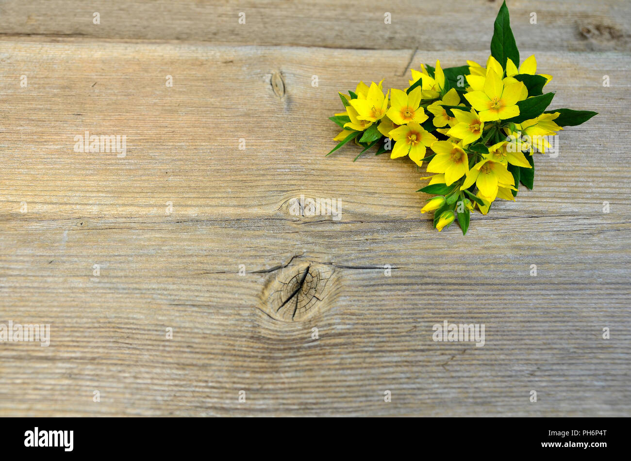 Flower Kräuter auf Holzbrett Stockfoto