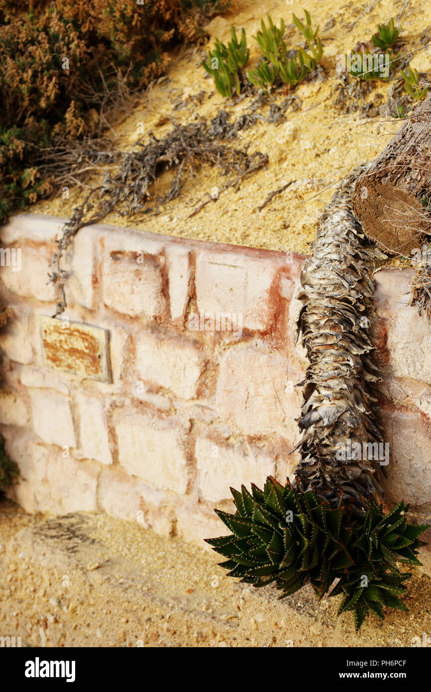 Stützmauer mit einem überhängenden Cactus Stockfoto