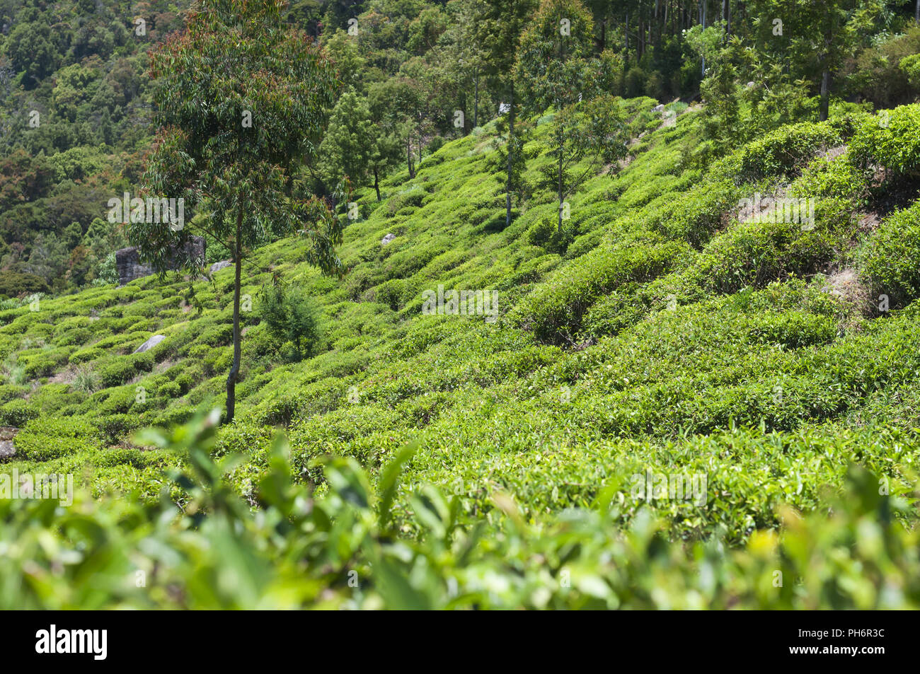 Tea Estate, Camellia sinensis Stockfoto