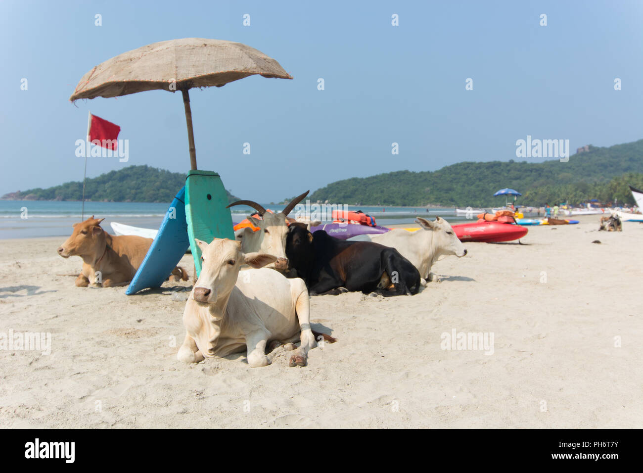 Goa, Indien - 8. Juli 2018 - Kühe am Strand von Palolem - Goa Stockfoto