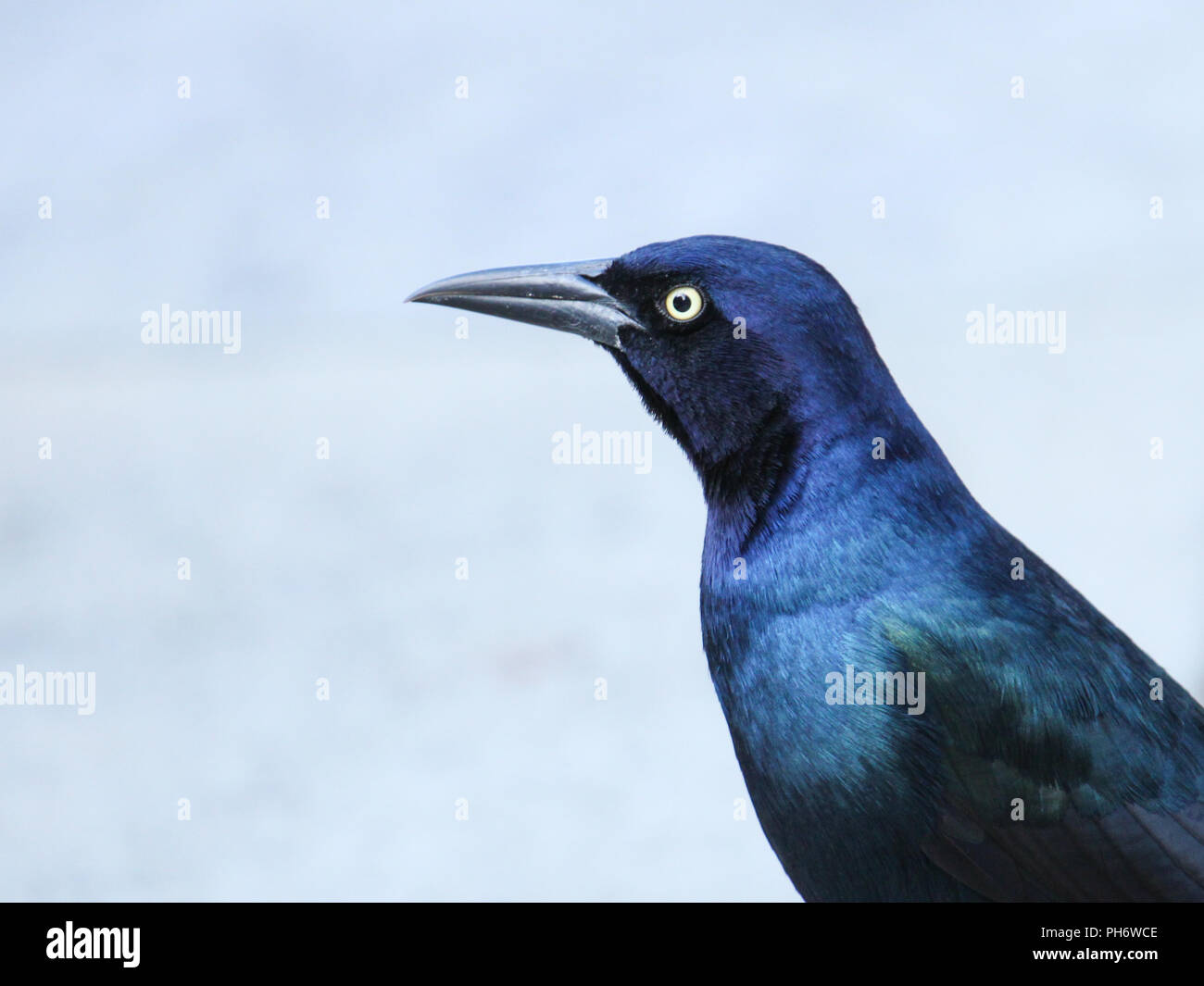 Porträt einer männlichen Boot-tailed grackle. Stockfoto