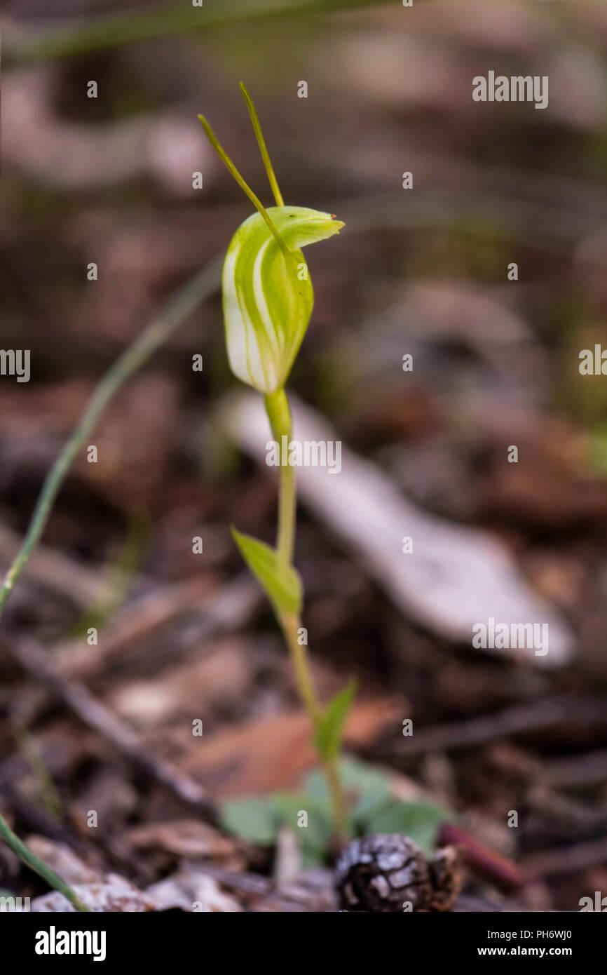 Zwerg Pterostylis Greenhood (Nana). Eine australische native Orchid. Stockfoto