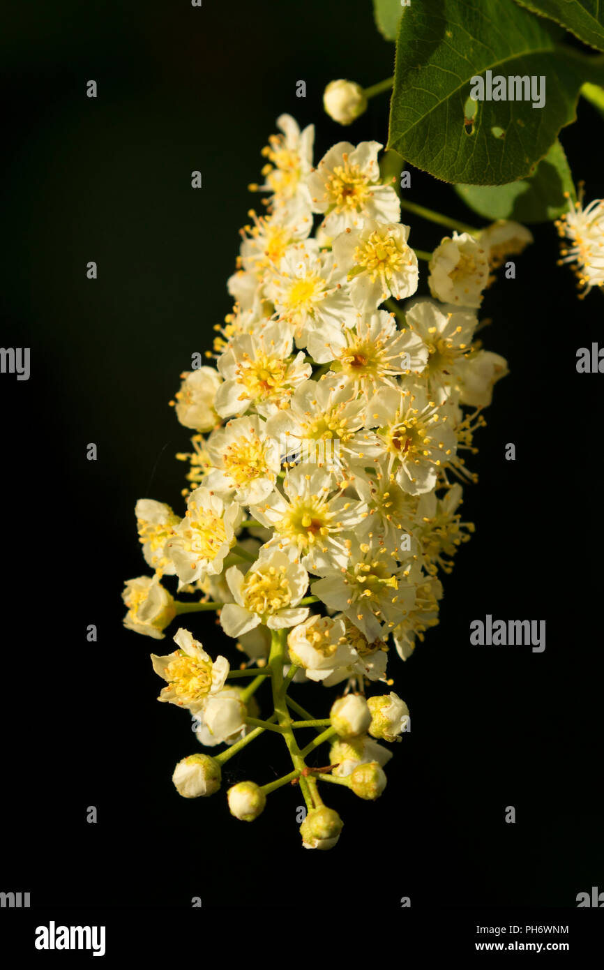 Chokecherry (Prunus Virginiana) Blüten, Hilgard Kreuzung State Park, Illinois Stockfoto