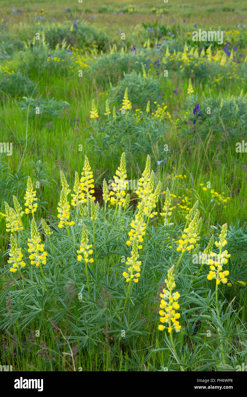 Schwefel Lupine, Blue Mountain Forest State Scenic Korridor, Oregon Stockfoto