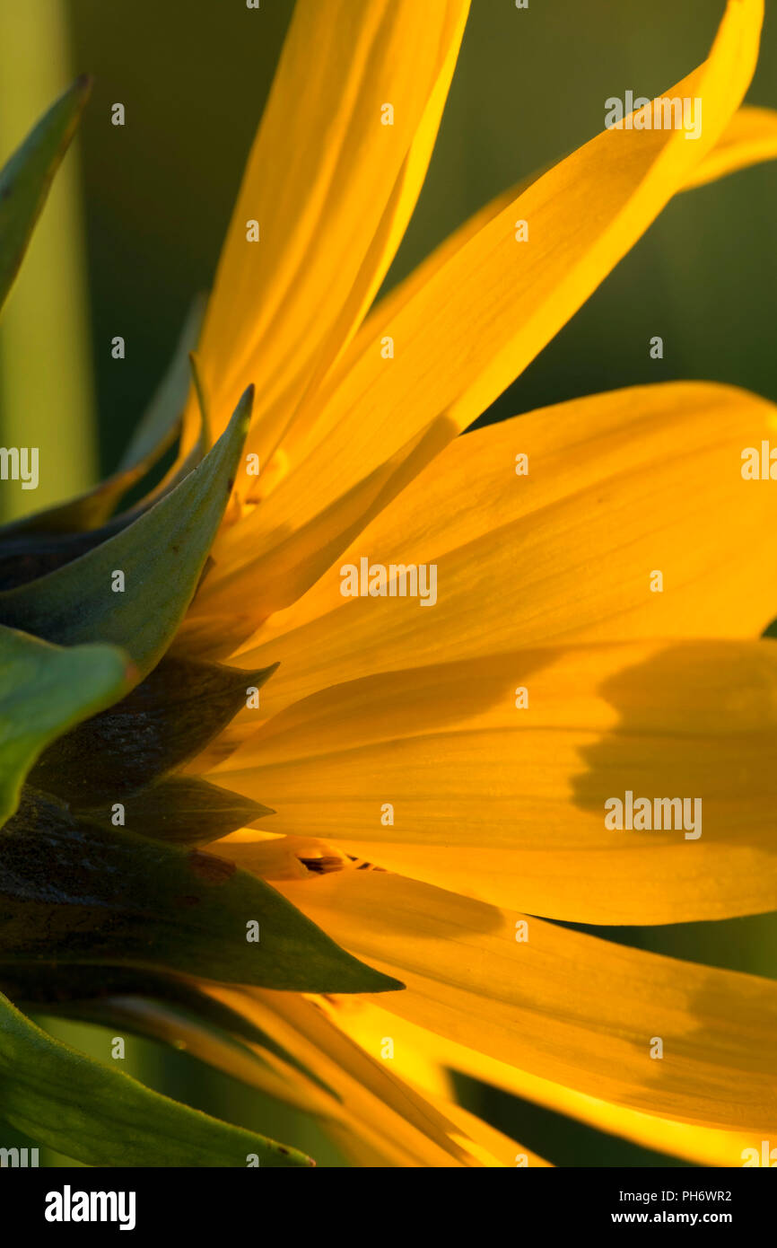 Balsamroot, Blue Mountain Forest State Scenic Korridor, Oregon Stockfoto