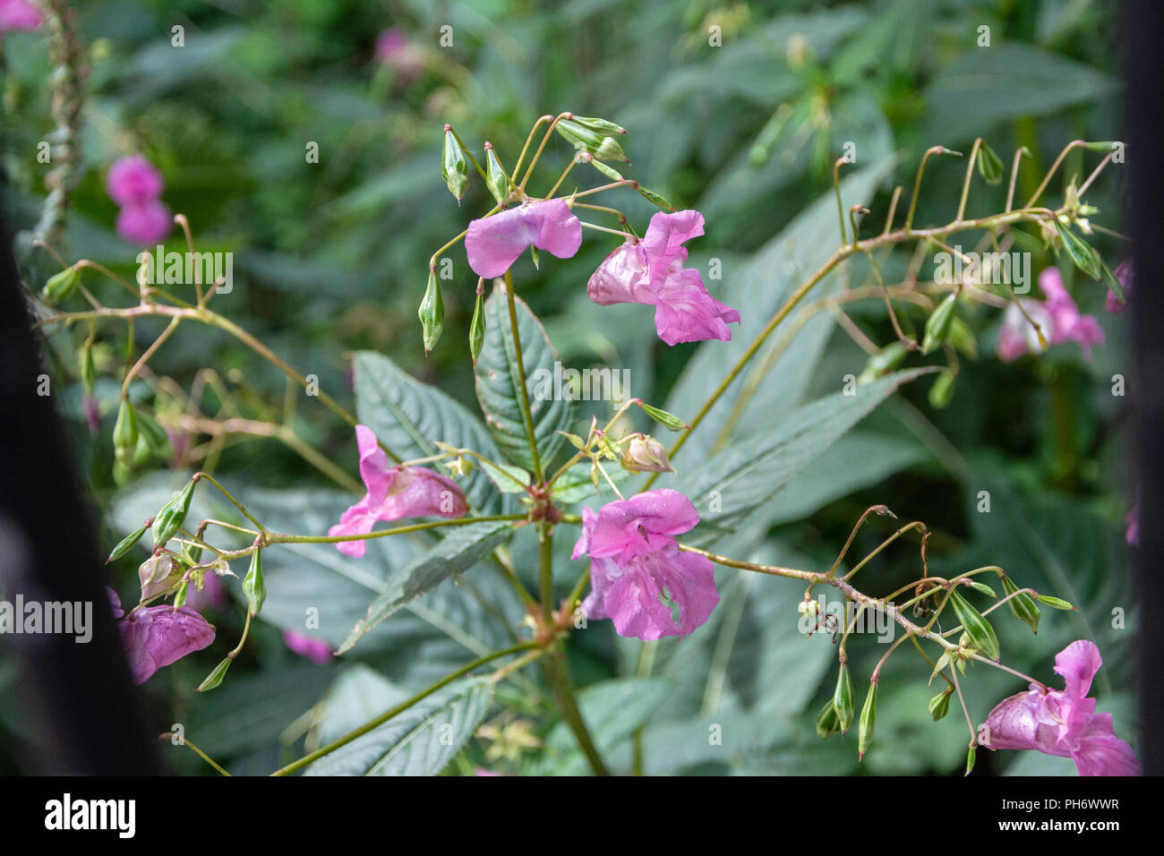 Rosa Himalayan Balsam wächst in den feuchten Boden in der Nähe des Flusses Avon in Badewanne Stockfoto