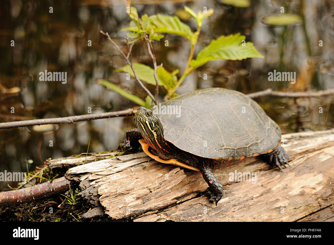 Gemalte Schildkröte genießen ihre Umwelt. Stockfoto