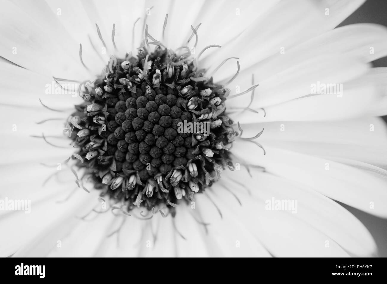 Eine schwarze und weiße Nahaufnahme eines Calendula officinalis Flower Head. Stockfoto