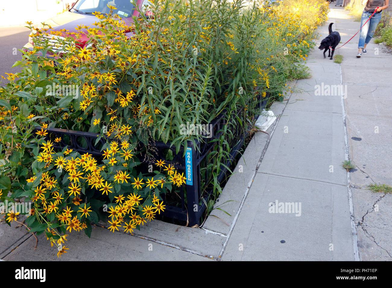 Ein NEW YORKER Regen Garten mit Blumen gefüllt. Regen Gärten sind so ausgelegt, dass zu untersagen und den Durchfluss des Regenwassers von Kanalnetzen und Wasserstraßen umleiten Stockfoto