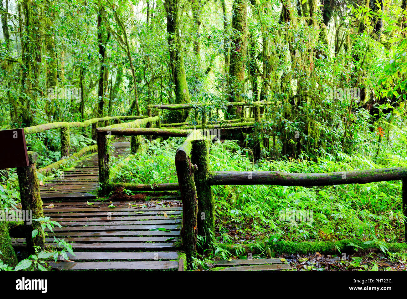 Doi Inthanon Nationalpark Stockfoto