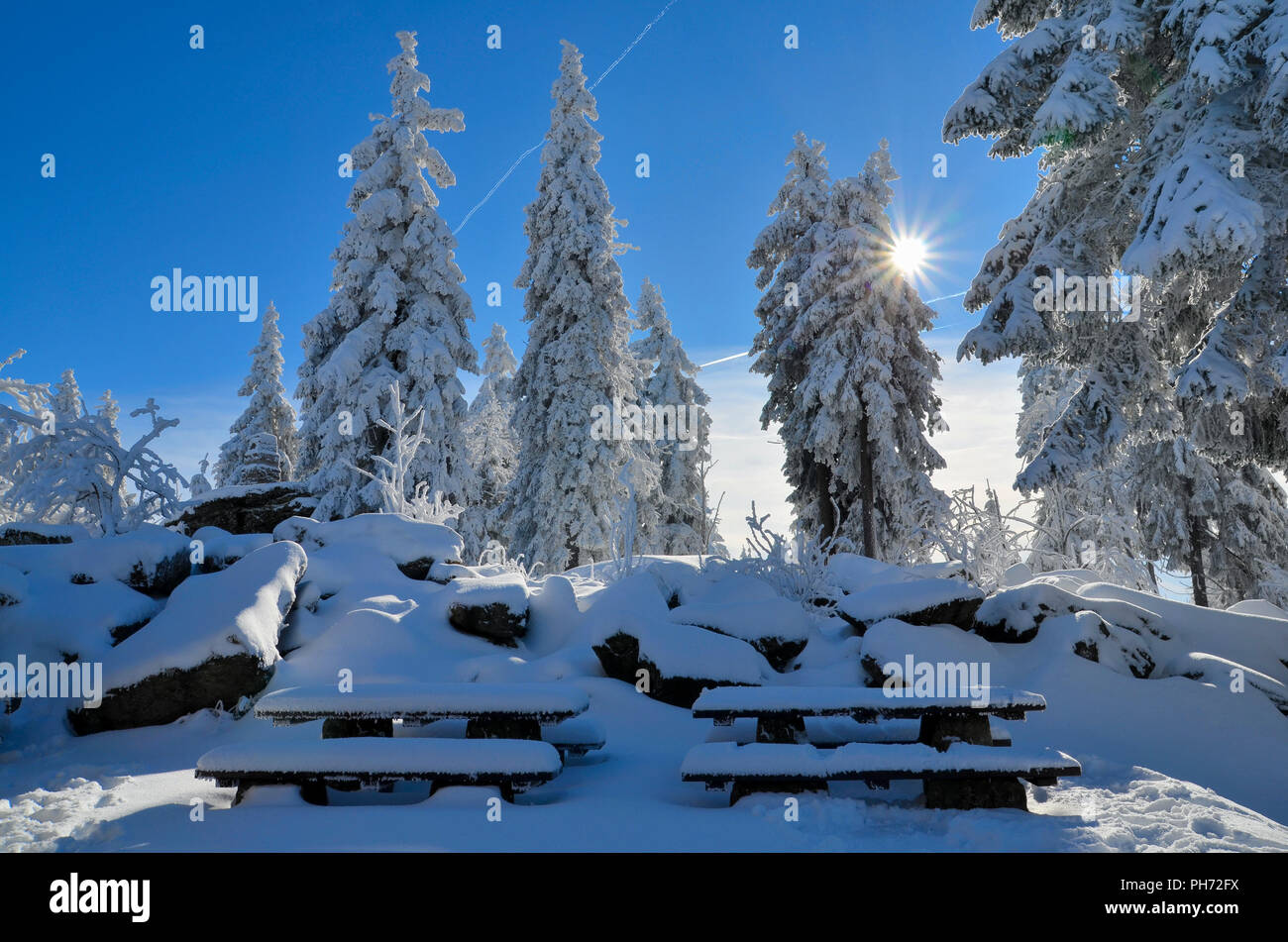 Winter Forest Snow Sports sun Stockfoto