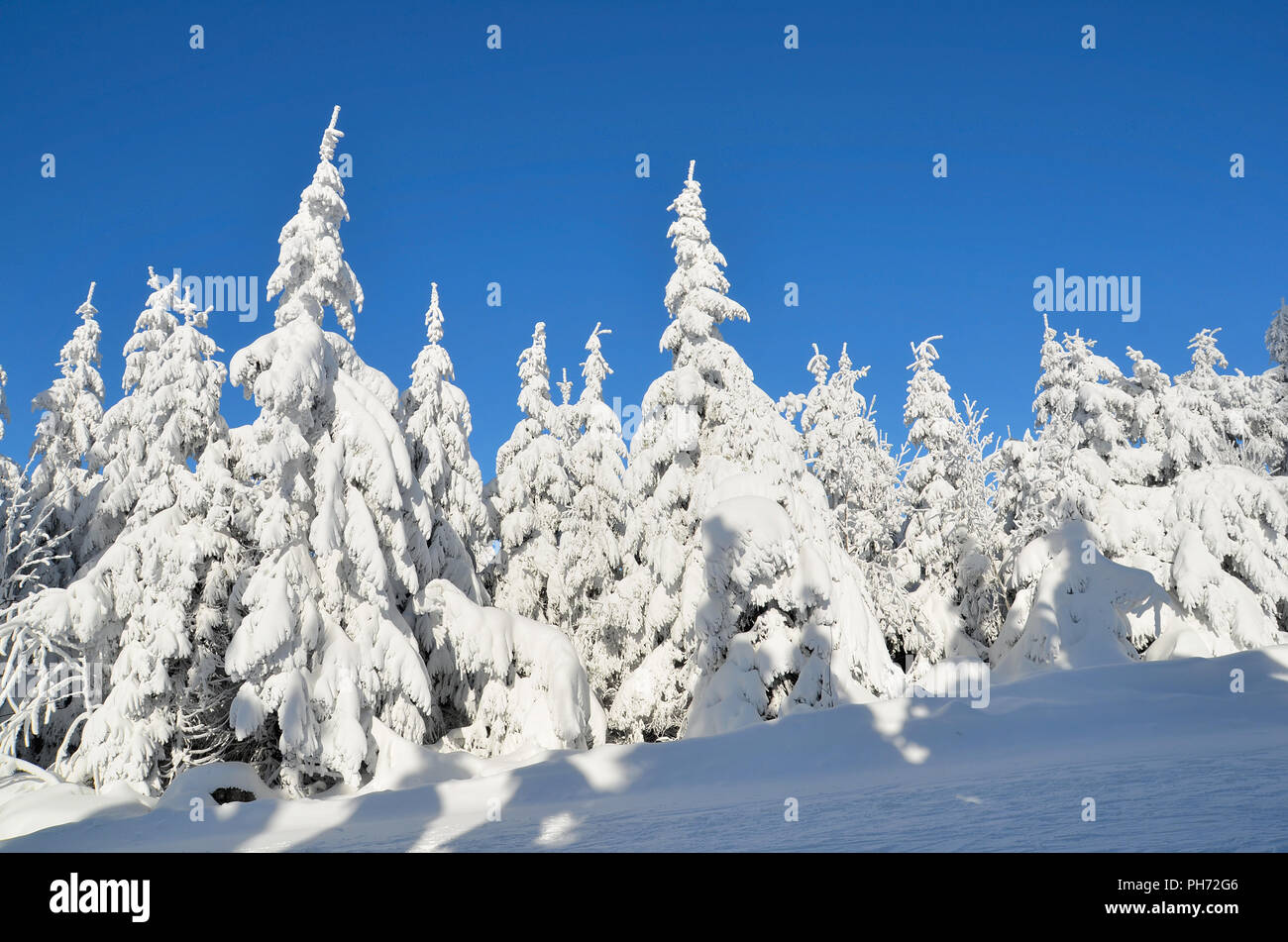 Winter Wald Schnee Bäume Stockfoto