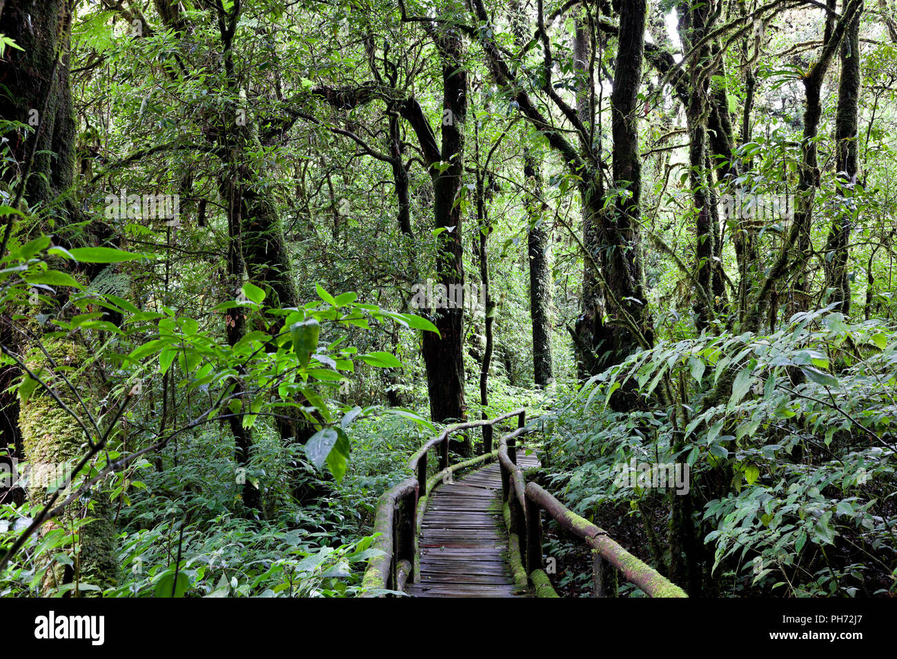 Wunderschönen Regenwald Stockfoto