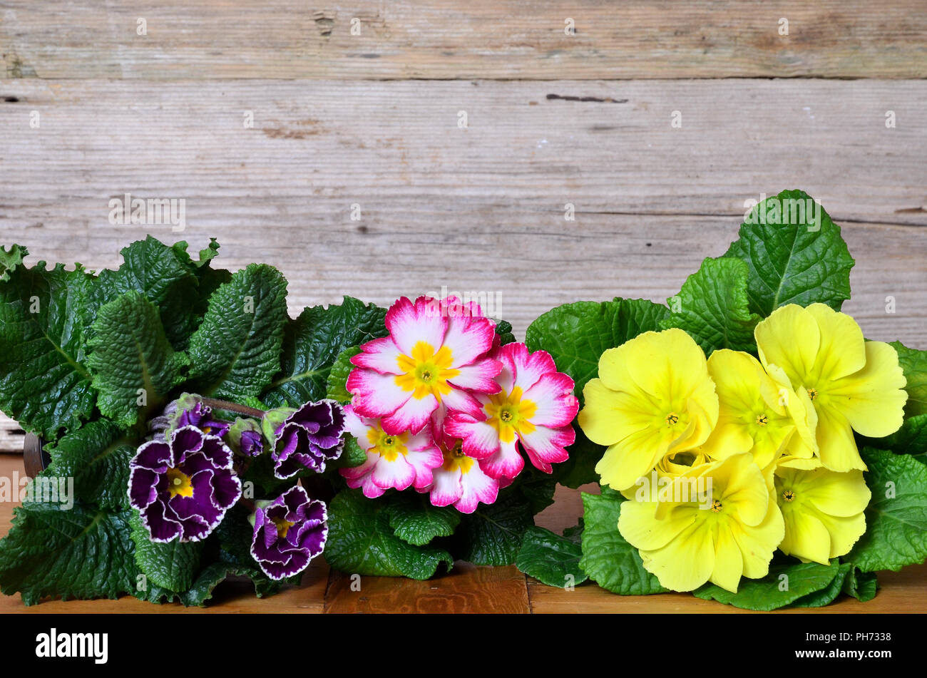 Frühjahr Holz Hintergrund Ostern Blumen Stockfoto