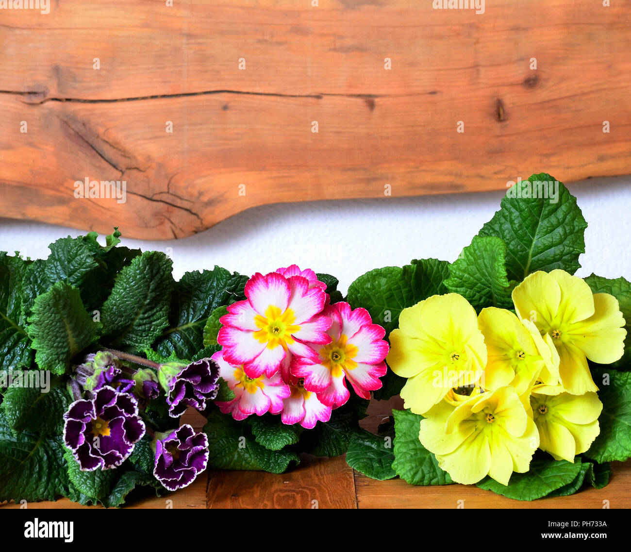 Frühjahr Holz Hintergrund Ostern Blumen Stockfoto
